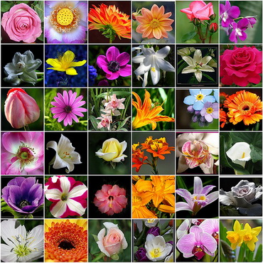 Flower Types.jpg